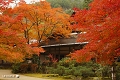 秋の西明寺