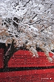 雪の車折神社