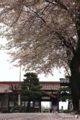 桜咲くローカル駅